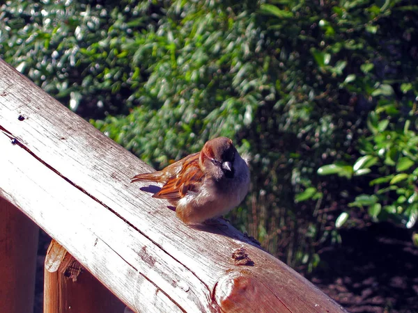 Vue Panoramique Mignon Oiseau Moineau — Photo