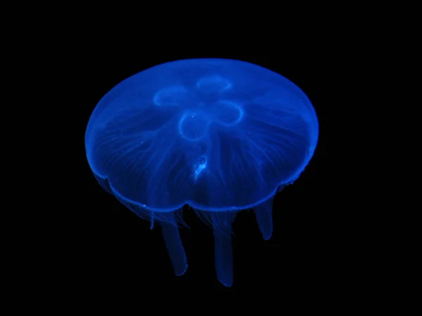 Medúza Tenger Víz Alatt Tengeri Élet — Stock Fotó