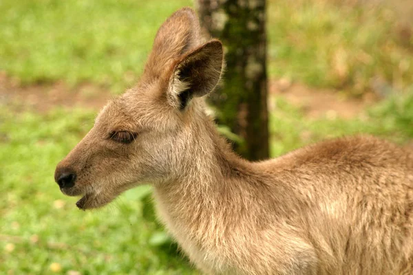 Kangaroo Animal Australian Fauna — Stock Photo, Image