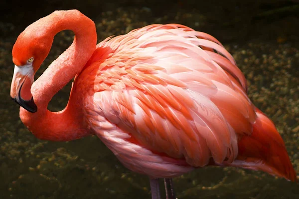 Flamingo Doğal Kuş Arkaplanı — Stok fotoğraf