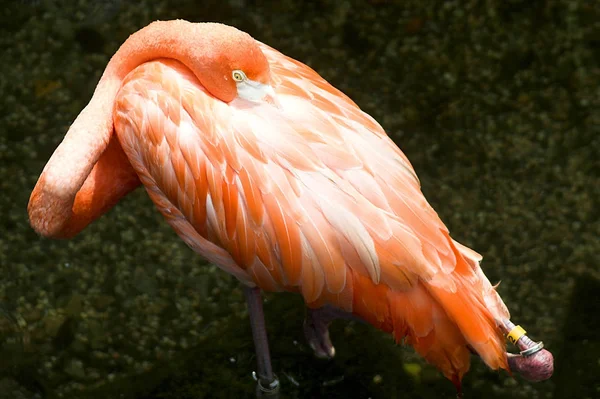 Milieu Naturel Des Oiseaux Flamants — Photo