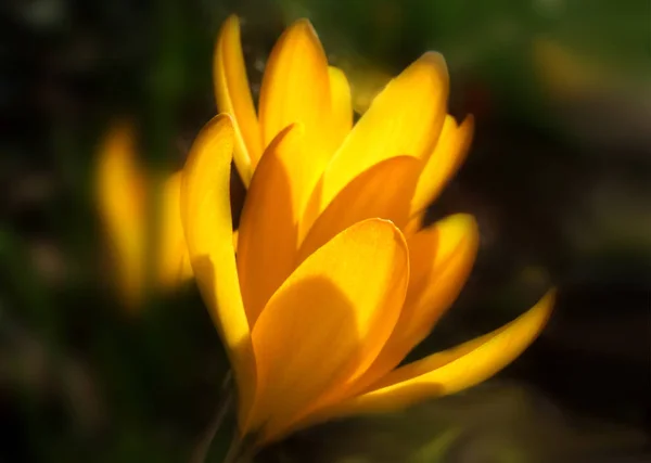 Перші Весняні Квіти Крук — стокове фото