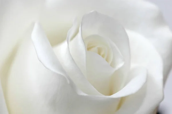 Scenic View Beautiful White Rose Flower — Stock Photo, Image