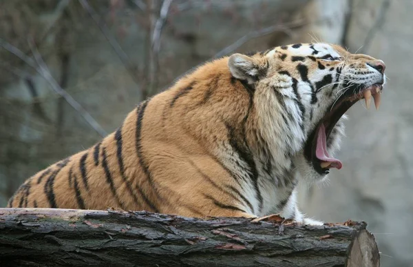 Una Tigre Allo Zoo — Foto Stock