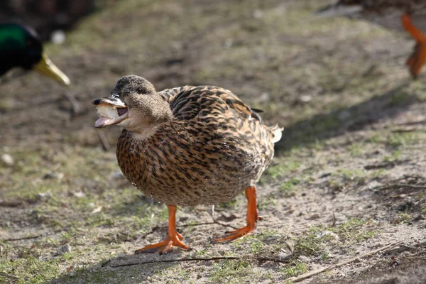 Aussichtsreiche Aussicht Auf Schöne Vögel Der Natur — Stockfoto