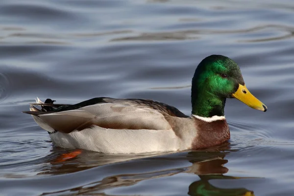 Aussichtsreiche Aussicht Auf Schöne Vögel Der Natur — Stockfoto