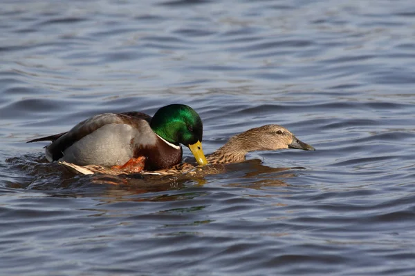 Grenaille Observation Canard Dans Nature Sauvage — Photo