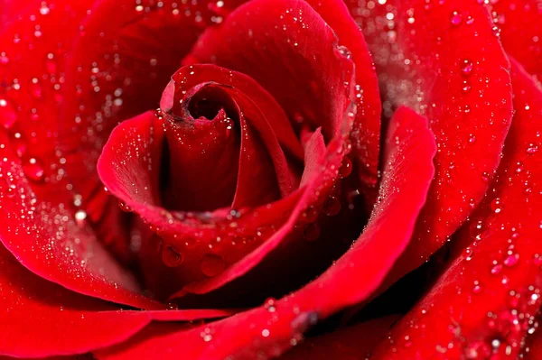 Rosenblütenblätter Flora — Stockfoto