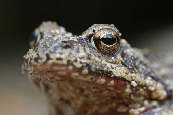 Amphibian Animal Wild Frog — Stock Photo, Image