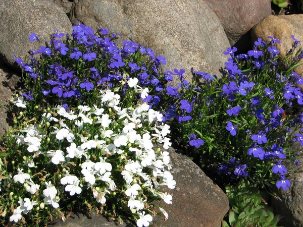 Vacker Botanisk Skott Naturliga Tapeter — Stockfoto