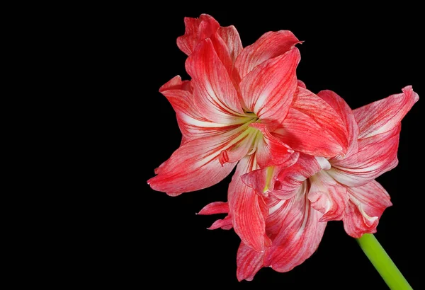 Amaryllis Květy Okvětní Lístky Flóra — Stock fotografie