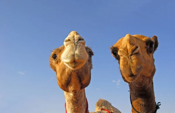 Sur Marché Aux Chameaux Tanath Arabie Saoudite Probablement Des Animaux — Photo