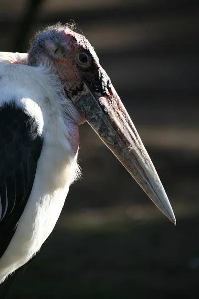 Marabou Pássaro Cegonha Bico Grande — Fotografia de Stock