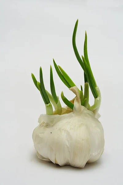 Česnek Vyvinul Zelenině Zatížení — Stock fotografie
