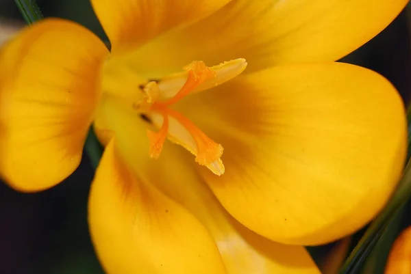 Kwiaty Krokusa Wiosenna Flora Płatki — Zdjęcie stockowe