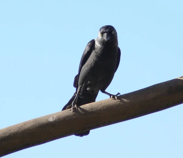 Vacker Utsikt Över Vacker Fågel Naturen — Stockfoto