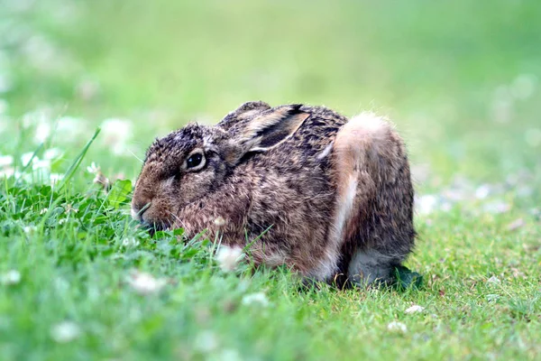 可愛いウサギが撃たれた — ストック写真