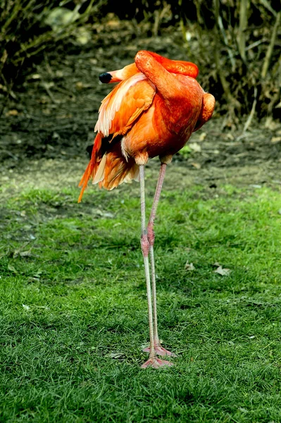 Flamingo Naturliga Fågel Bakgrund — Stockfoto