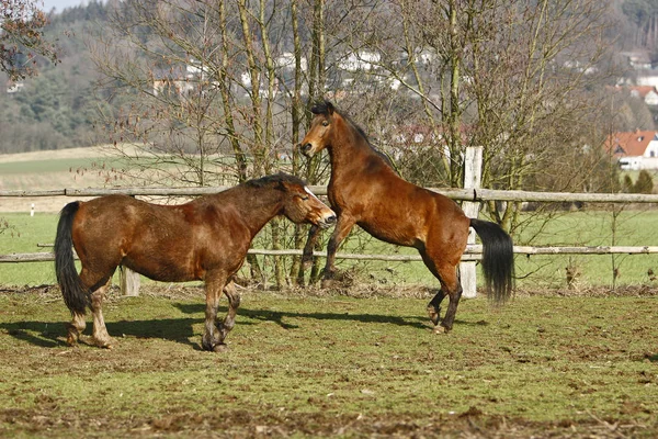 Lovak Nappal Szabadban — Stock Fotó