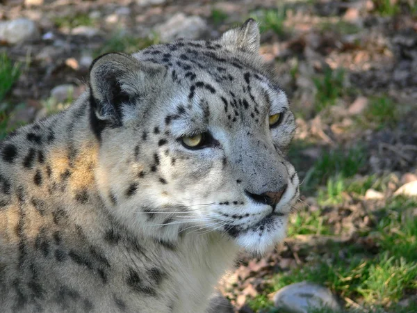 Leopardo Nieve Depredador Animal Gato — Foto de Stock