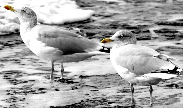 Sur Plage North Holland — Photo