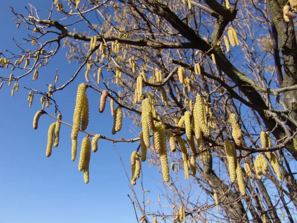 Vacker Botanisk Skott Naturliga Tapeter — Stockfoto