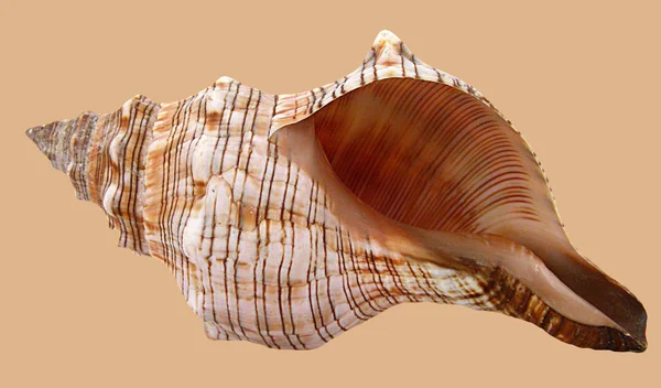 Casca Hélice Molusco Caracol — Fotografia de Stock