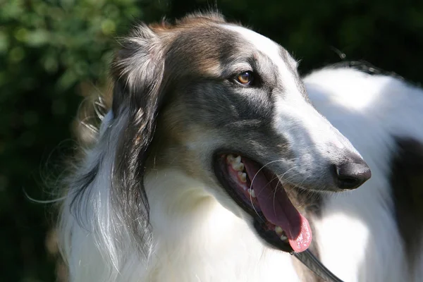 Porträt Eines Süßen Hundes — Stockfoto