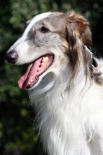 Borzoi Levriero Russo — Foto Stock