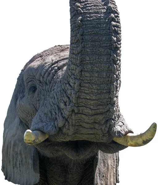 Dans Delta Okavango Vit Ami Avec Trois Éléphants — Photo