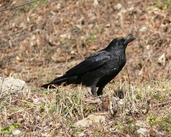 Schilderachtig Uitzicht Prachtige Vogel Natuur — Stockfoto