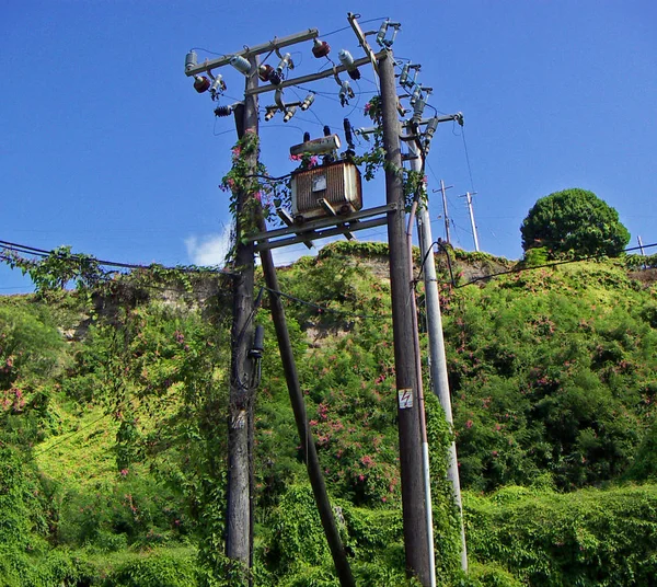 Esta Cosa Todavía Está Poder Nrecorded Eustarius Caribe — Foto de Stock