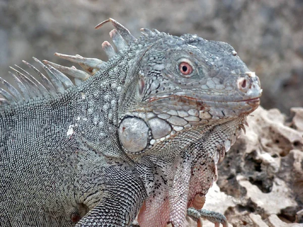 Enregistré Sur Curaçao Caraïbes — Photo