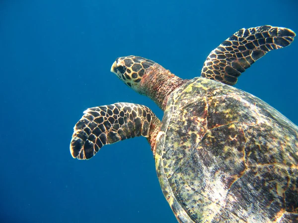Tropiska Sköldpaddor Djur Natur Fauna — Stockfoto