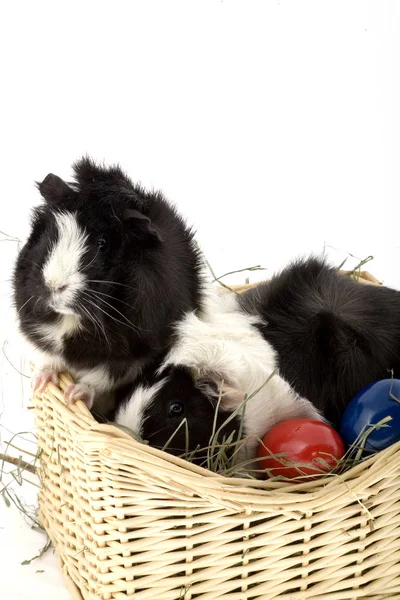 Semester Färgglada Begreppet Glad Påsk Dekorationer — Stockfoto