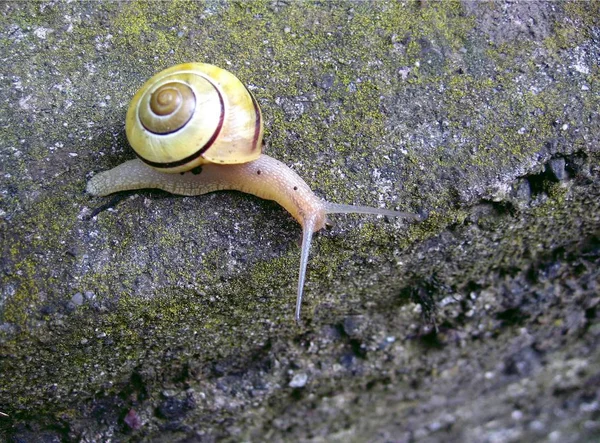 Perra Resbaladiza Rastrero Caracol — Foto de Stock