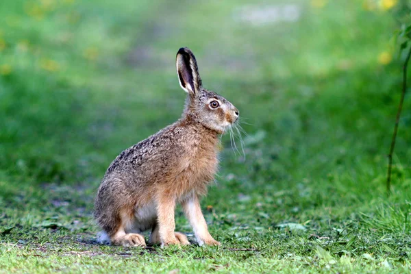 可愛いウサギが撃たれた — ストック写真