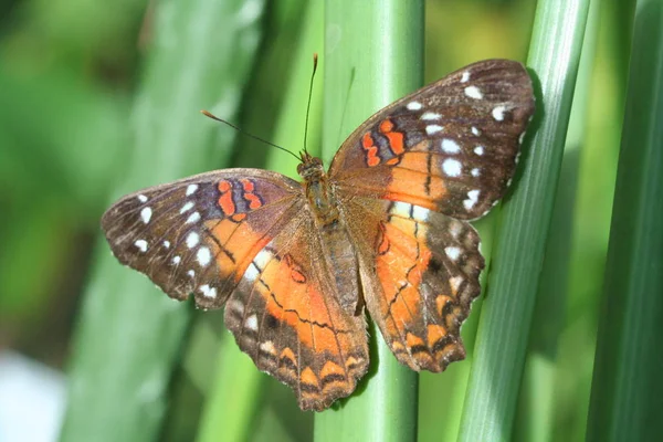 Close Van Een Insect Wilde Natuur — Stockfoto