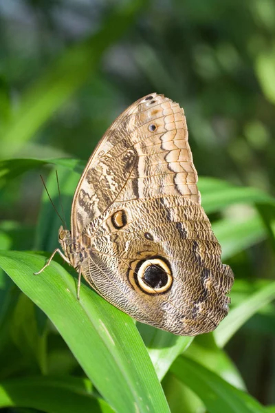 Banana Wrinkle Caligo Memnon — Stock Photo, Image