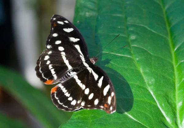 Catonephele Orites América Sul — Fotografia de Stock