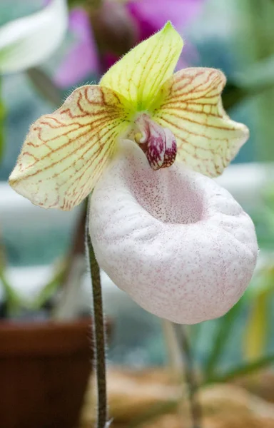 Mooi Botanisch Schot Natuurlijk Behang — Stockfoto