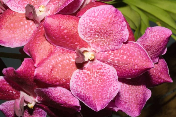 Gyönyörű Virágok Virágos Koncepció Háttér — Stock Fotó