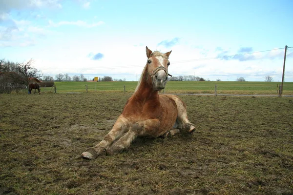 Irkı Haflinger — Stok fotoğraf