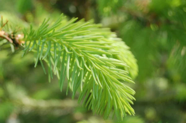 Bel Colpo Botanico Carta Parati Naturale — Foto Stock