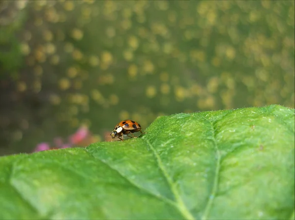 Closeup View Little Ladybird Insect — Stock Photo, Image