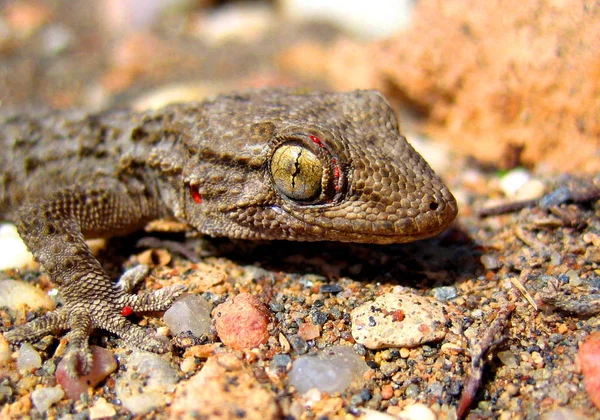 Kertenkele Kertenkele Tropik Hayvan — Stok fotoğraf