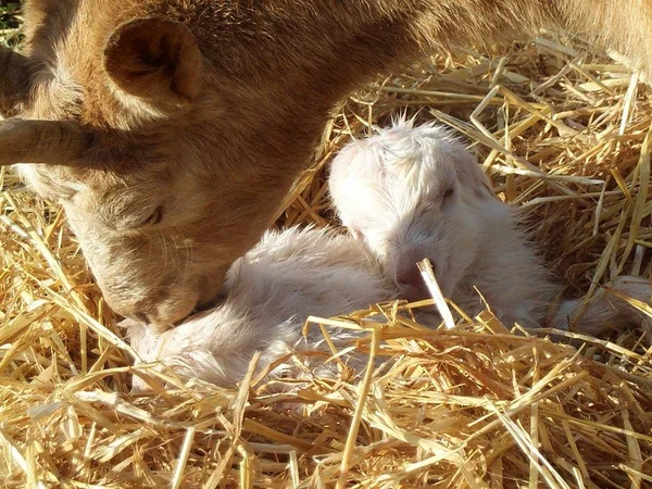 Few Minutes Old Goat Girl Mother Sytje Cinnamon — Stock Photo, Image
