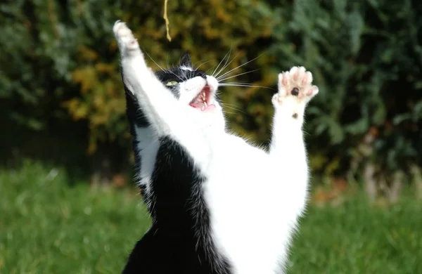 Retrato Lindo Gato — Foto de Stock