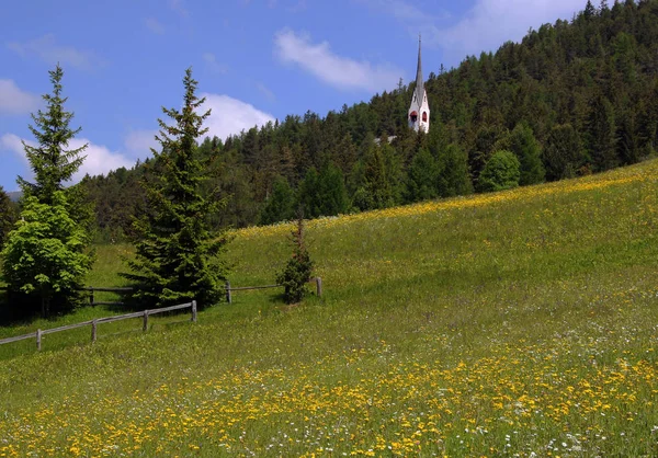 Sommaräng Flora Arkivet — Stockfoto