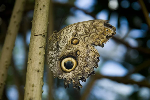 Bananfjäril Caligo Eurilochus — Stockfoto